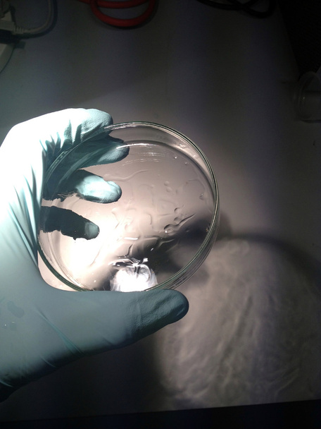 Petri dish - Photo, Image