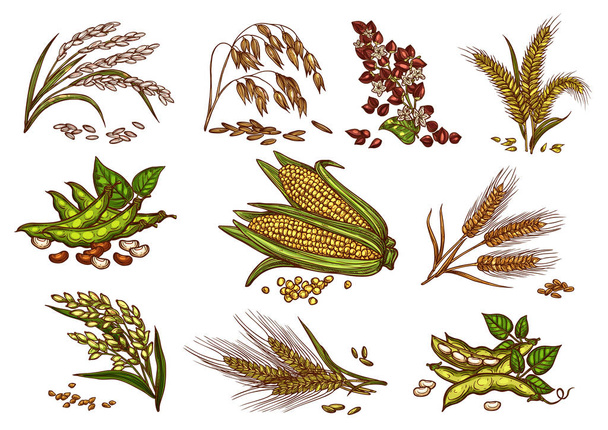 Icone isolate vettoriali di cereali e cereali
 - Vettoriali, immagini