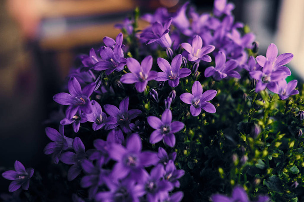 dekorativní fialové květy  - Fotografie, Obrázek