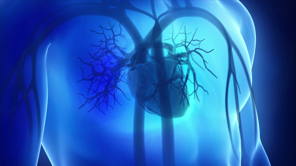 Röntgenbild des menschlichen Herzens in Schleife - Filmmaterial, Video