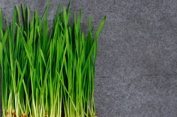 Green wheat sprouts - Zdjęcie, obraz