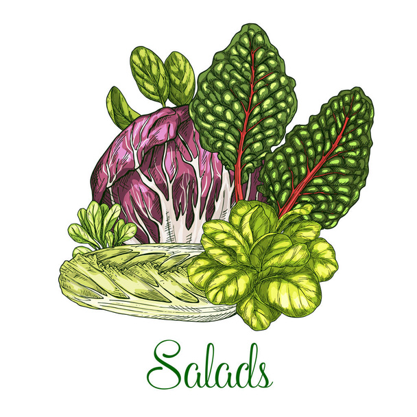 Ensaladas y verduras de hoja vector cartel
 - Vector, Imagen