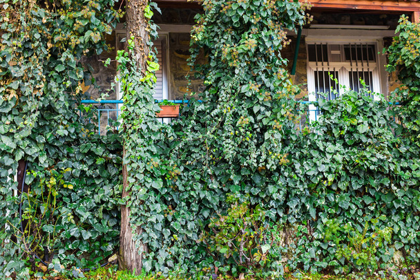 muro de ladrillo urbano con hojas
 - Foto, Imagen