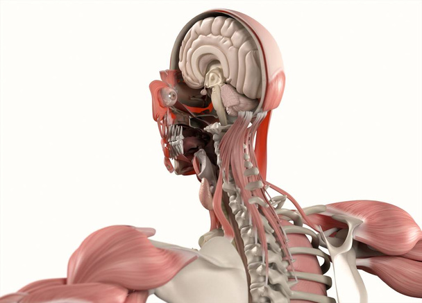 анатомічна модель з напіввідкритим черепом
 - Фото, зображення