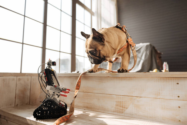 Забавная собака смотрит на робота своего хозяина
 - Фото, изображение