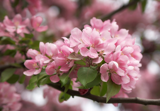 La floración del manzano
 - Foto, imagen