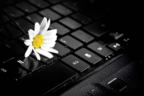 Flor de margarida branca no laptop
 - Foto, Imagem