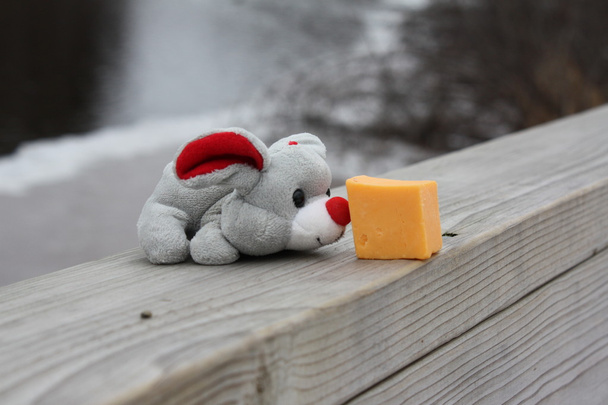 Ποντίκι με τυρί. - Φωτογραφία, εικόνα