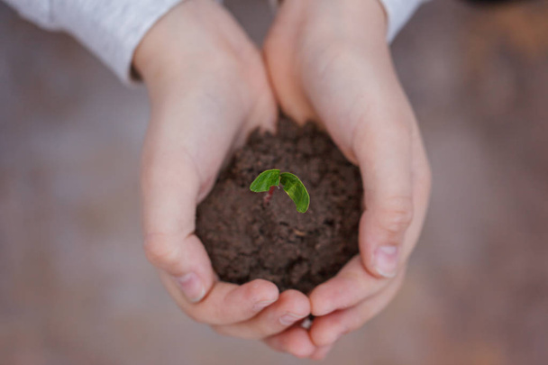 Kid holding new sprout in hands. Symbol of new life and ecology concept. - 写真・画像