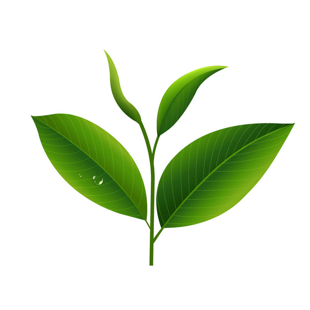 Dew Tea Leaves  - Vector, afbeelding