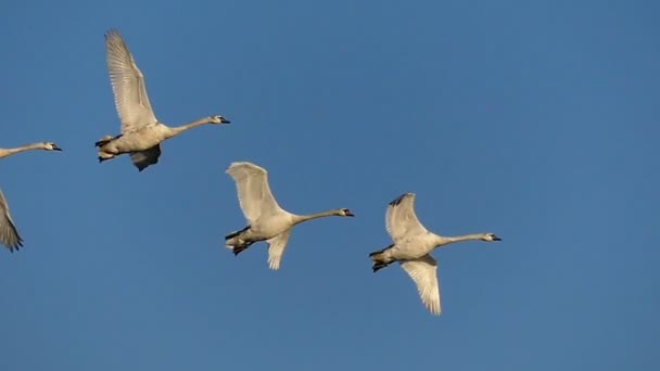 Rebanho de cisnes voando no céu em câmera lenta
. - Filmagem, Vídeo
