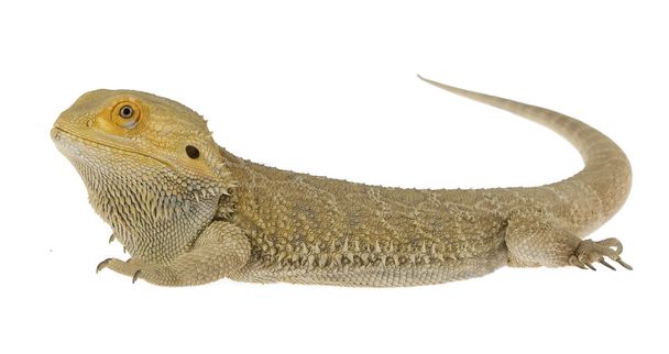 Бородатый дракон на белом фоне
 - Фото, изображение