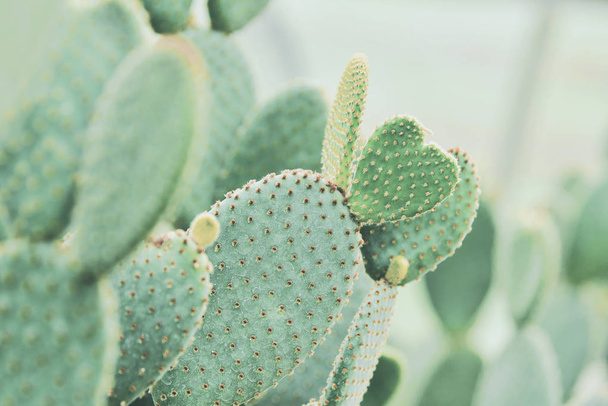 Cactus in Queen Sirikit Botanic Garden - Foto, Bild