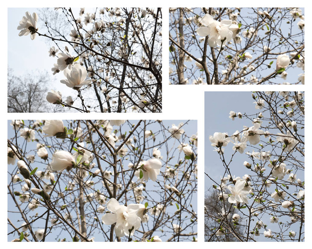 Printemps Magnolia fleurs
 - Photo, image