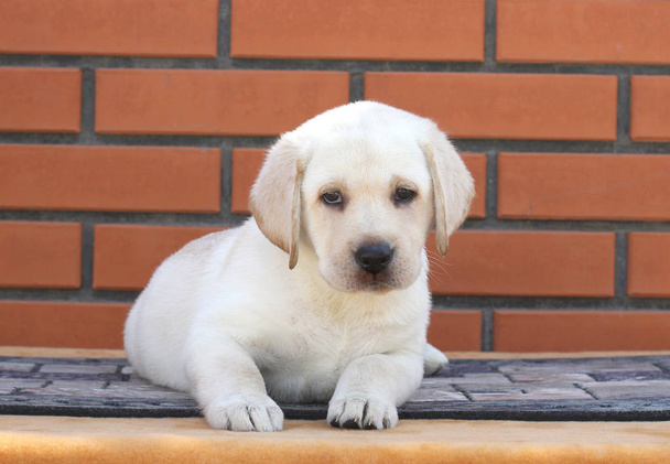 a little labrador puppy on a brown background - Photo, Image