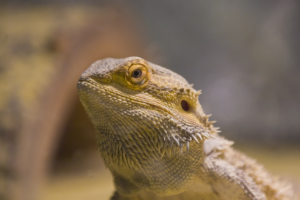 Lizard - Foto, Bild
