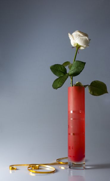 Natureza morta com uma rosa branca
 - Foto, Imagem