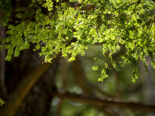 Λεπτομέρεια της πεύκο κλαδιά δέντρων - Φωτογραφία, εικόνα