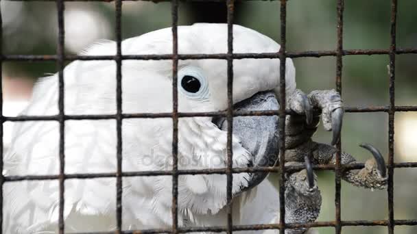 Papoušek v kleci Bílý kakadu s výrazem smutku a dráp štěrbina v zajetí v zoologický. Cacatua alba. - Záběry, video