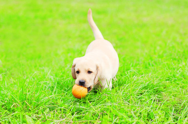 Beautiful dog puppy Labrador Retriever is playing with a rubber  - 写真・画像