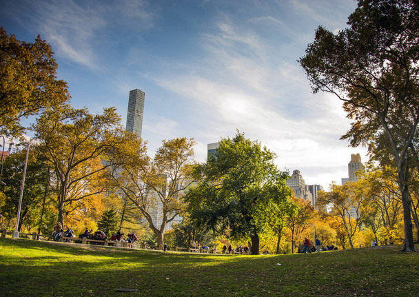 Central park at sunny day, New York City - Фото, изображение
