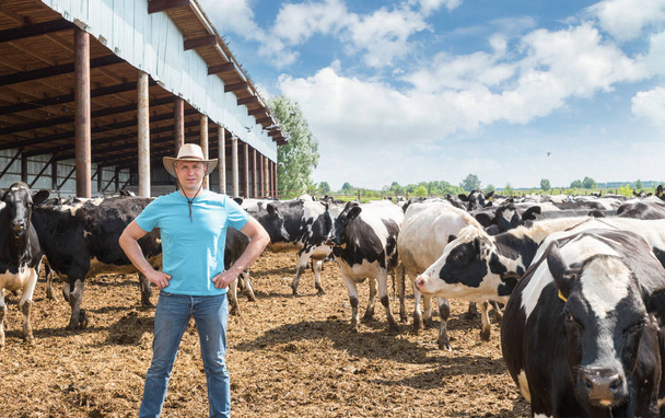 Agricultor que trabalha na fazenda com vacas leiteiras
 - Foto, Imagem