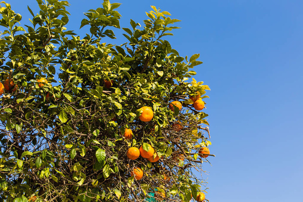 orange trees plantations - Foto, afbeelding