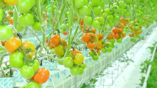 Rijpe natuurlijke tomaten   - Video