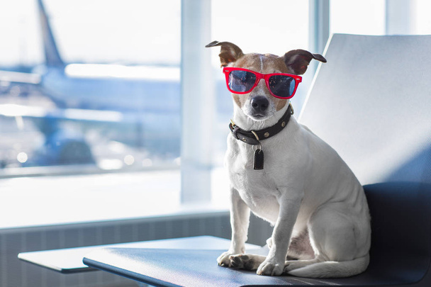 dog in airport terminal on vacation - Foto, Imagen