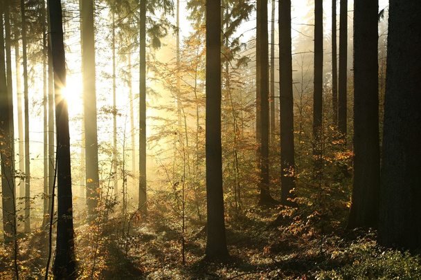 Nadelwald im Herbst - Foto, Bild