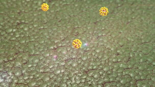 antitestek és a makrofágok - Felvétel, videó