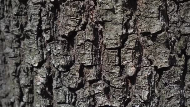 tree bark along the trunk - Felvétel, videó