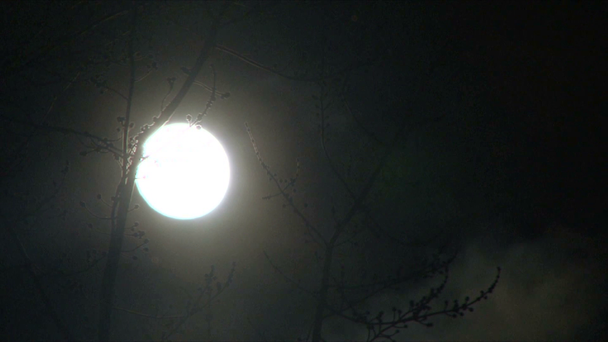 κλαδί του δέντρου για το ιστορικό της Σελήνης - Πλάνα, βίντεο