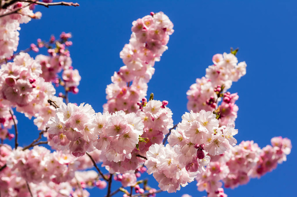 Full bloom in springtime of cherry blossom trees - Фото, зображення
