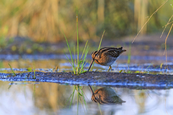 snipe on the lake with a reflection in water - Photo, Image
