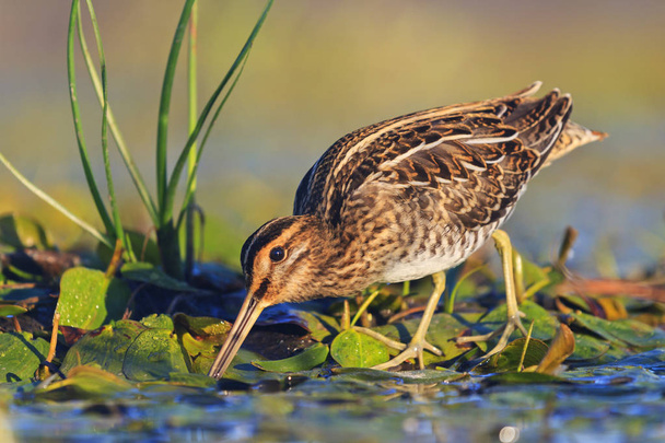 snipe on swamp looking for food in the morning sun - Photo, Image