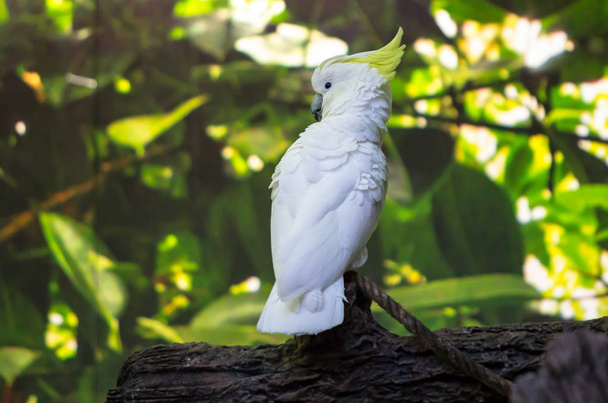 Sulphur-crested Cockatoo - Photo, Image