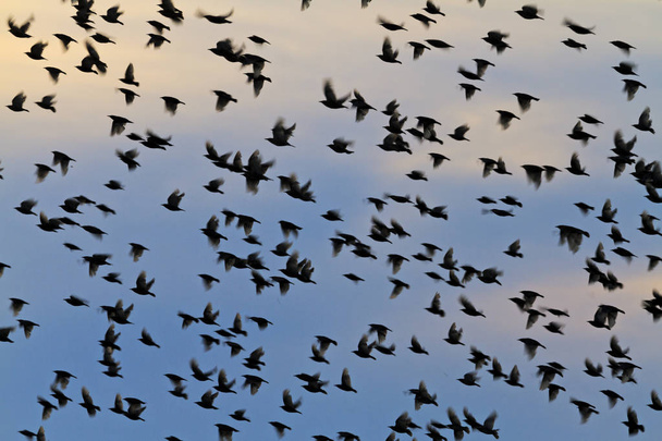 silhouettes of a flock of starlings in the evening sky - Photo, Image