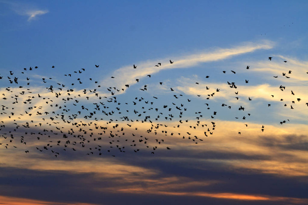 flock of starlings fly beyond the horizon - Photo, Image