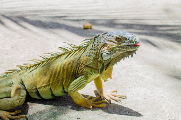 Johnny Cay Island - Kolombiya şaşırtıcı Iguana - Fotoğraf, Görsel