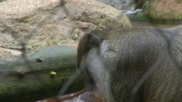 猿は動物園でケージに座って何かを食べる - 映像、動画