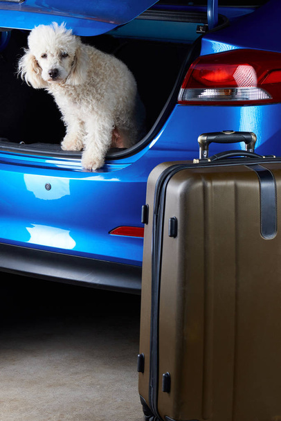 Packing luggage in car trunk - Фото, изображение