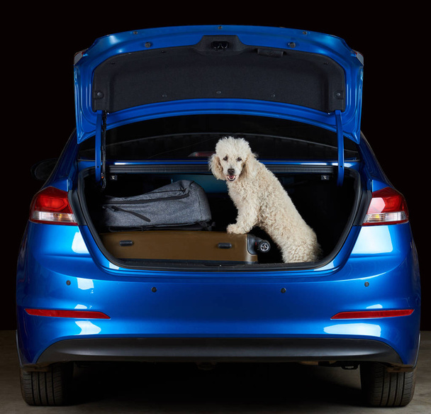 Happy white poodle in car trunk - Foto, afbeelding