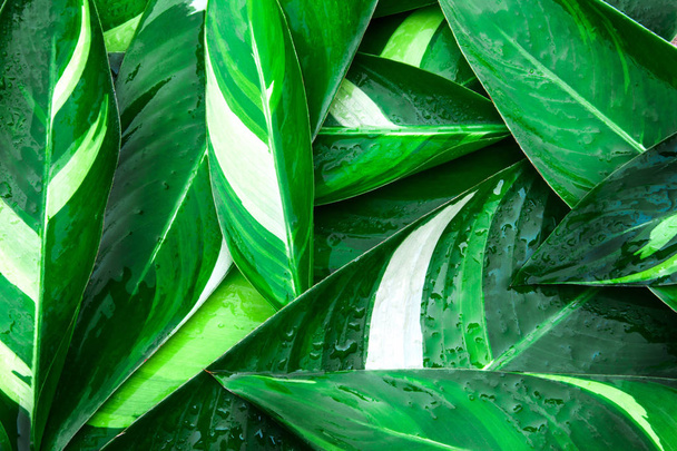 Wet Fresh tropical Green leaves background - Photo, Image