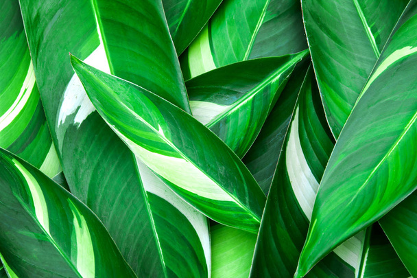 Fresco tropicale verde foglie sfondo
 - Foto, immagini