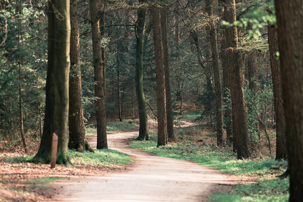 Fußweg im Frühlingswald   - Foto, Bild