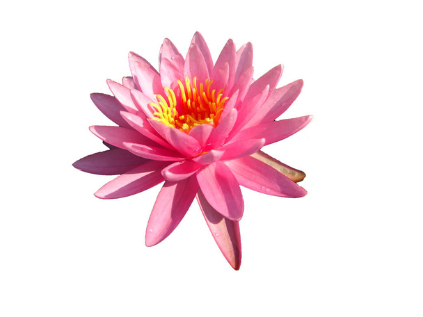 Lotus bloem patroon achtergrond - Foto, afbeelding