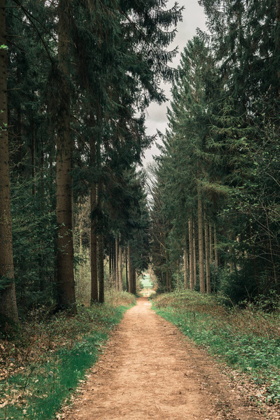 Footpath in spring forest   - Photo, Image