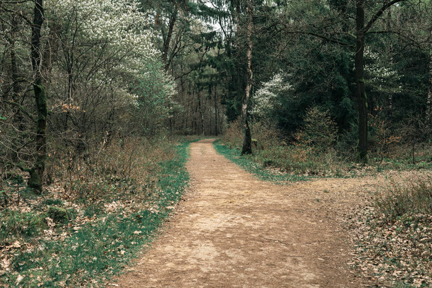 春の森の小道  - 写真・画像