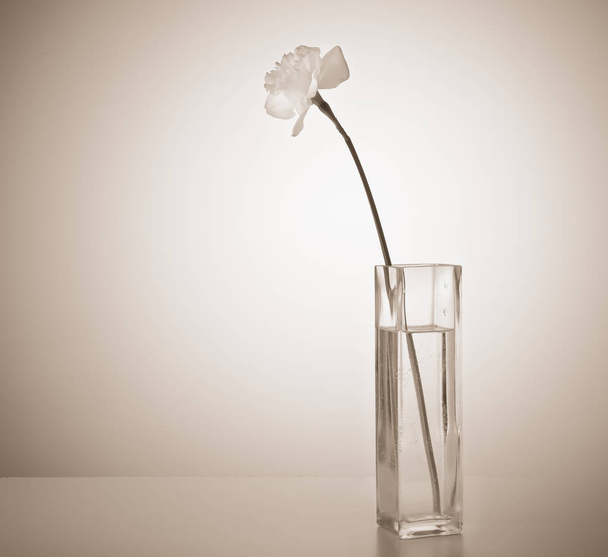 Narcissuses in a glass vase on a white table. Toned in sepia.  - Foto, Bild